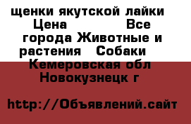 щенки якутской лайки › Цена ­ 15 000 - Все города Животные и растения » Собаки   . Кемеровская обл.,Новокузнецк г.